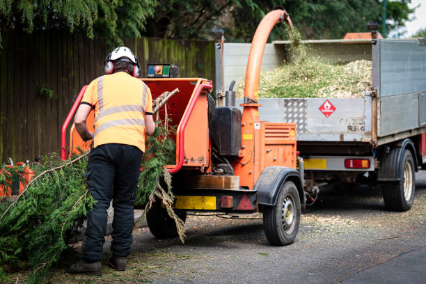 Professional Tree Services in Watauga, TX